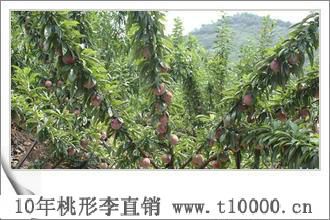 红叶桃形李树1