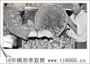 中国桃形李之乡——超大颗粒桃形李价格5