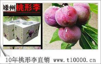 桃形李树种子2
