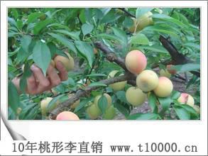 中号桃形李-优质水果8