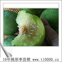 江南珍果——中颗粒桃形李种植要求