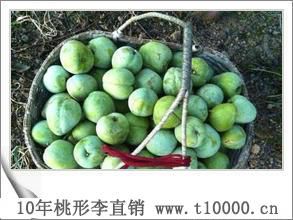 中国桃形李之乡——金庭镇桃形李多少钱一斤
